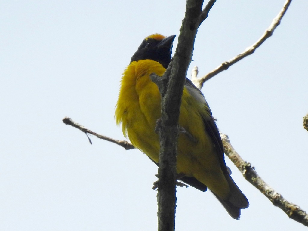 Yellow-Capped Weaver