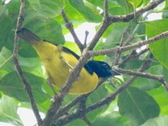 Ploceus dorsomaculatus