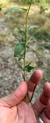 Corchorus tridens, photograph (c) Robert Taylor, some rights reserved (CC BY)