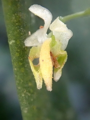 Zygostates pellucida