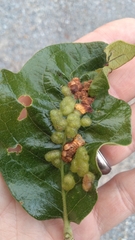 Neuroterus quercusirregularis