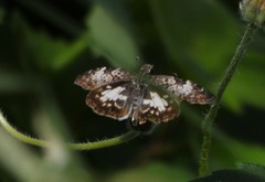 Chiomara