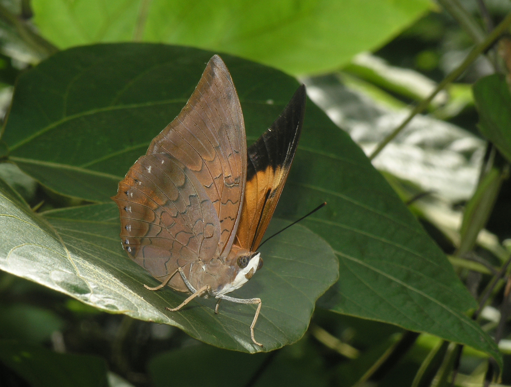 Tawny Rajah