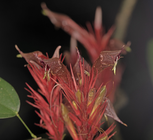 Cyclacanthus coccineus observed 2026-04-08