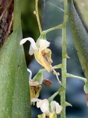 Zygostates pellucida