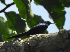 Rhinopomastus castaneiceps