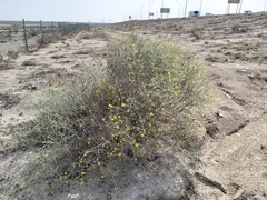 Rhanterium epapposum