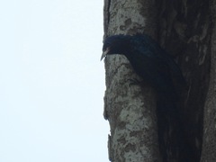 Rhinopomastus castaneiceps