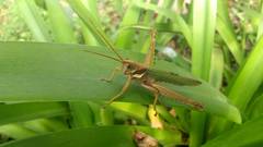 Coryacris angustipennis