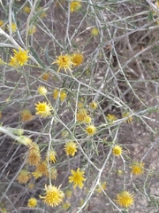 Rhanterium epapposum