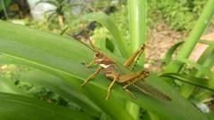 Coryacris angustipennis