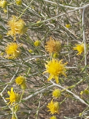 Rhanterium epapposum