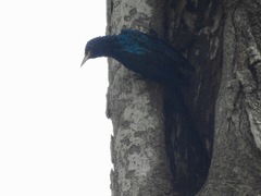 Rhinopomastus castaneiceps