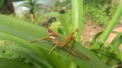 Coryacris angustipennis