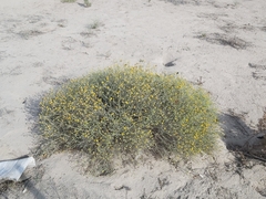 Rhanterium epapposum