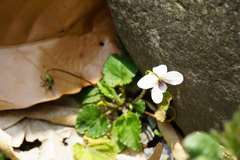 Viola adenothrix