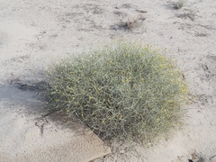 Rhanterium epapposum