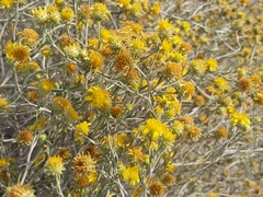 Rhanterium epapposum