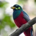 Narina Trogon - Photo (c) Dérozier Violette, some rights reserved (CC BY-NC), uploaded by Dérozier Violette