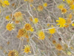 Rhanterium epapposum