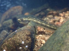 Stiphodon multisquamus