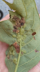 Neuroterus quercusirregularis