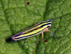 Sibovia taeniatifrons