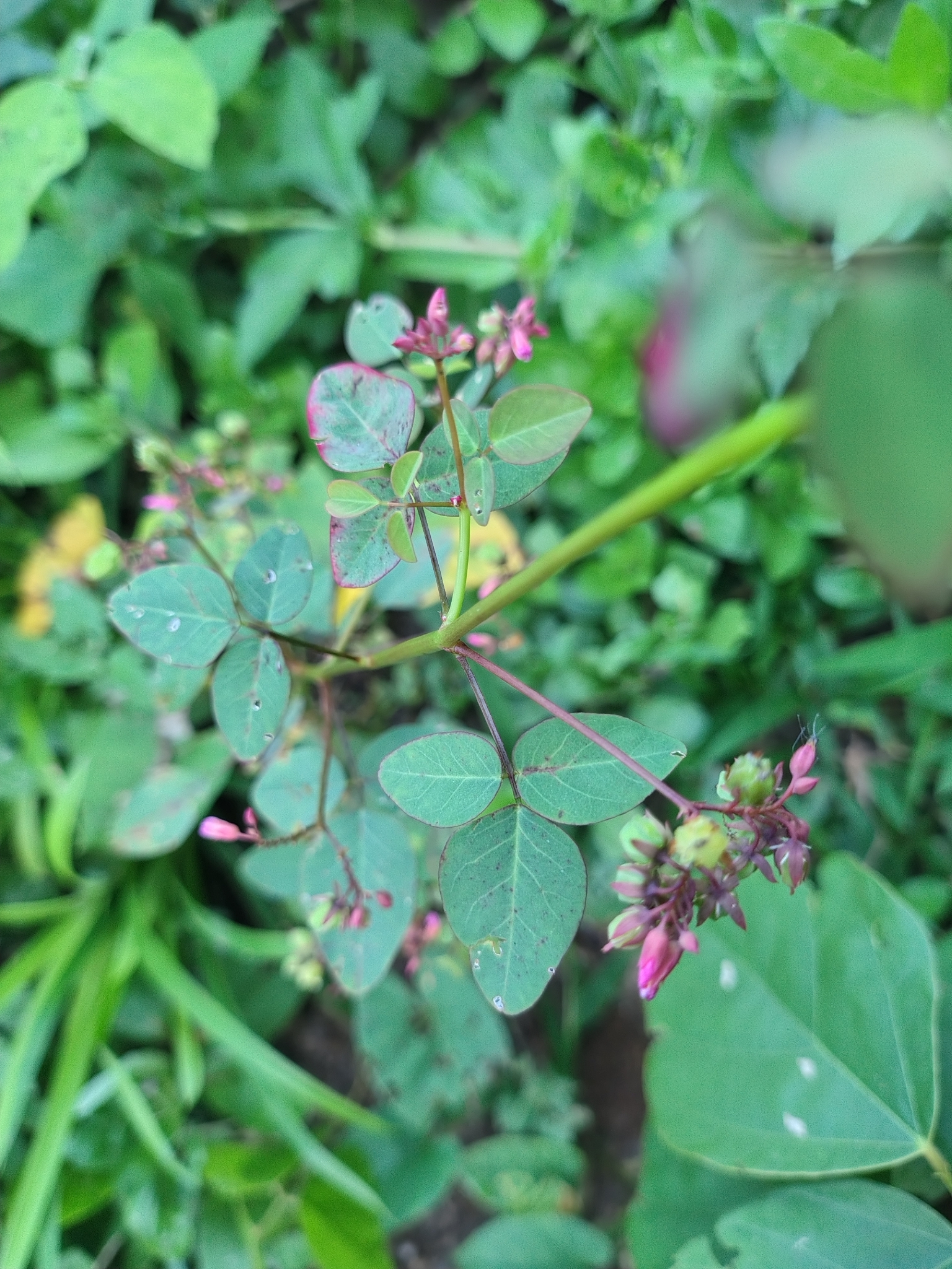 Oxalis barrelieri