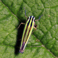 Sibovia taeniatifrons