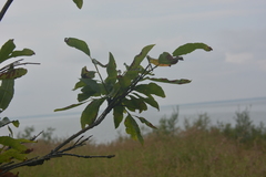 Salix jenisseensis