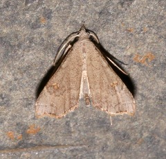 Redectis pygmaea