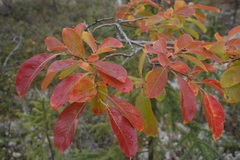 Salix jenisseensis