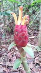 Costus geothyrsus