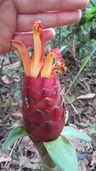 Costus geothyrsus