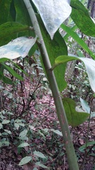 Costus geothyrsus