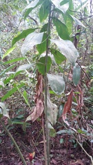 Costus geothyrsus