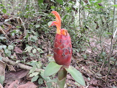 Costus geothyrsus