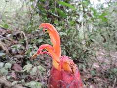 Costus geothyrsus