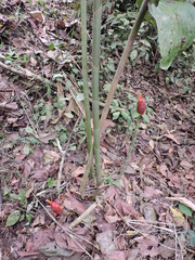 Costus geothyrsus