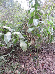 Costus geothyrsus
