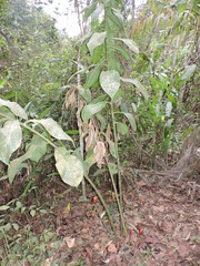 Costus geothyrsus
