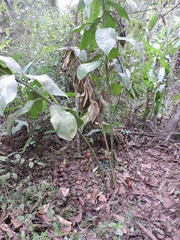 Costus geothyrsus