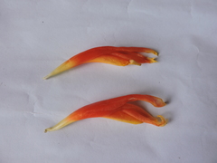 Costus geothyrsus