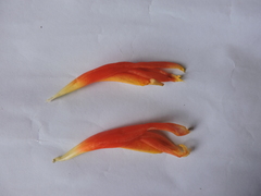 Costus geothyrsus