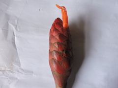 Costus geothyrsus