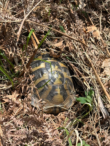Hermann's Tortoise