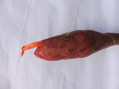 Costus geothyrsus
