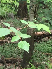 Toxicodendron radicans image
