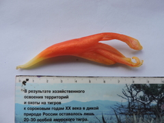 Costus geothyrsus