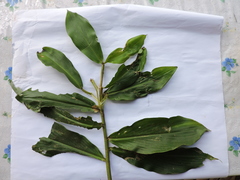 Costus geothyrsus